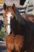 horses_08_130.jpg (44445 bytes)