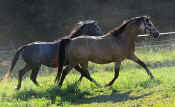 horses_running_472.jpg (72491 bytes)
